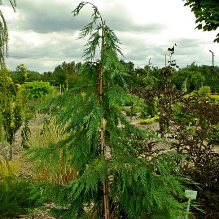 Chamaecyparis nootkatensis "Pendula" - cypruštek nutkajský